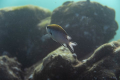 Chromis nitida