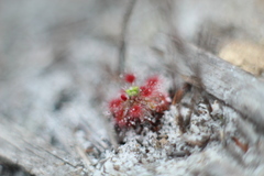 Drosera roseana