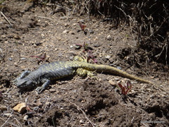 Liolaemus flavipiceus