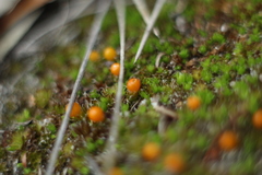 Pleurophascum occidentale