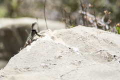 Sceloporus minor