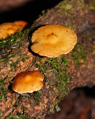 Pholiota squarrosipes
