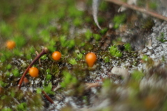 Pleurophascum occidentale