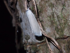 Scirpophaga