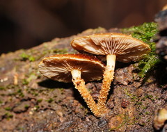 Pholiota squarrosipes