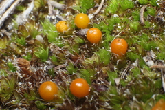 Pleurophascum occidentale