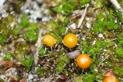 Pleurophascum occidentale