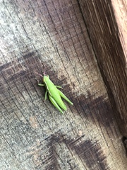 Aptenopedes sphenarioides