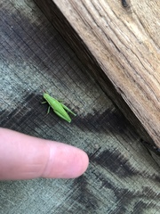 Aptenopedes sphenarioides