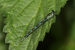 Coenagrion
