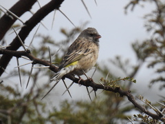 Crithagra atrogularis atrogularis