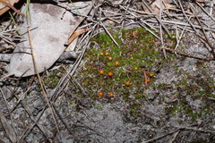 Pleurophascum occidentale