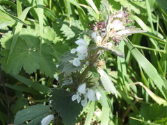 Lamium moschatum