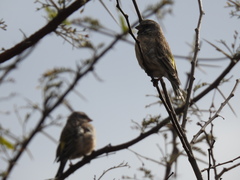 Crithagra atrogularis atrogularis