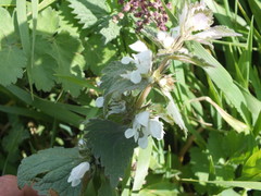 Lamium moschatum