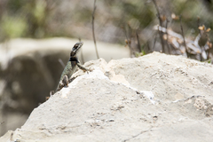Sceloporus minor
