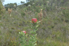Banksia coccinea