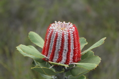 Banksia coccinea