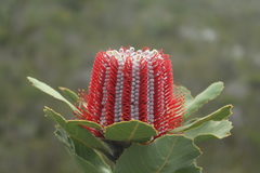 Banksia coccinea