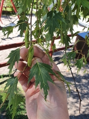 Betula pendula dalecarlica