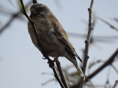 Crithagra atrogularis atrogularis