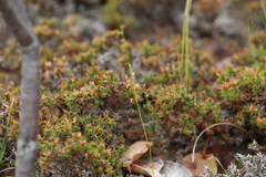 Drosera microphylla