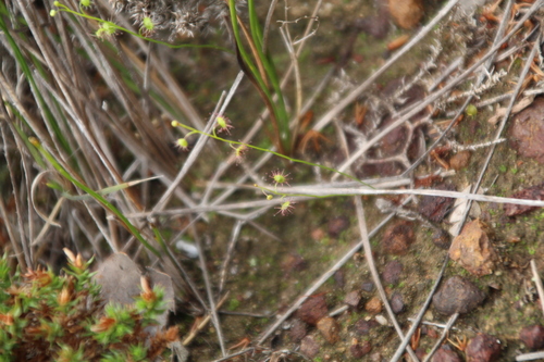 Drosera microphylla (Drosera microphylla)