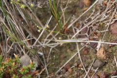 Drosera microphylla