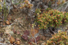 Drosera microphylla