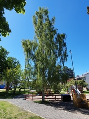 Betula pendula dalecarlica