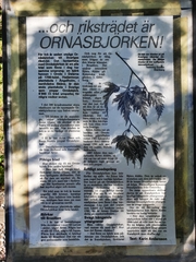 Betula pendula dalecarlica