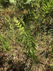 Anchistea virginica image