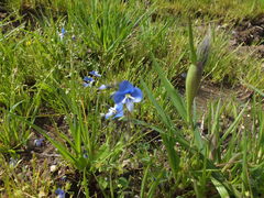 Veronica syriaca