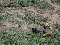 Ctenomys