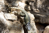 Preston's Torquate Lizard - Photo (c) Manlio Martínez Barona, some rights reserved (CC BY-NC), uploaded by Manlio Martínez Barona