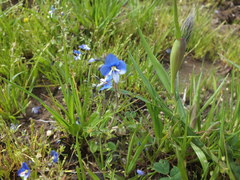 Veronica syriaca