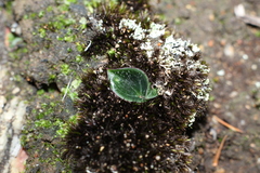 Eriochilus scaber scaber