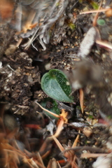 Eriochilus scaber scaber