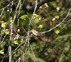 Phylloscopus trochilus