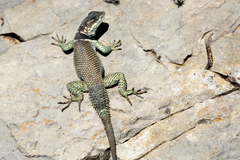Sceloporus minor