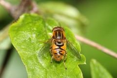 Parhelophilus