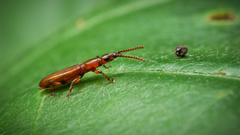 Cerobates