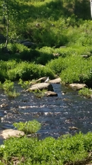 Chroicocephalus ridibundus