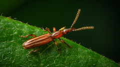 Cerobates