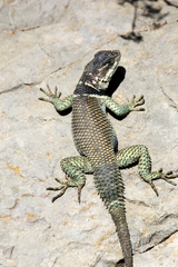 Sceloporus minor