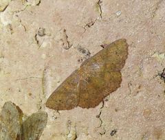 Perixera flavirubra
