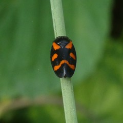 Cercopis intermedia