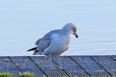 Larus argentatus