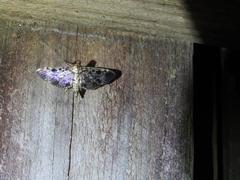 Rhimphaliodes macrostigma