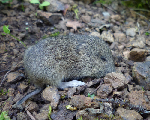 California Vole
